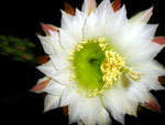 Blume